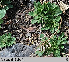 Noccaea praecox (tobołki wczesne)