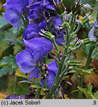 Aconitum carmichaelii (tojad Fischera)