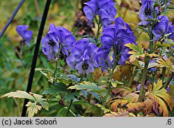 Aconitum carmichaelii (tojad Fischera)