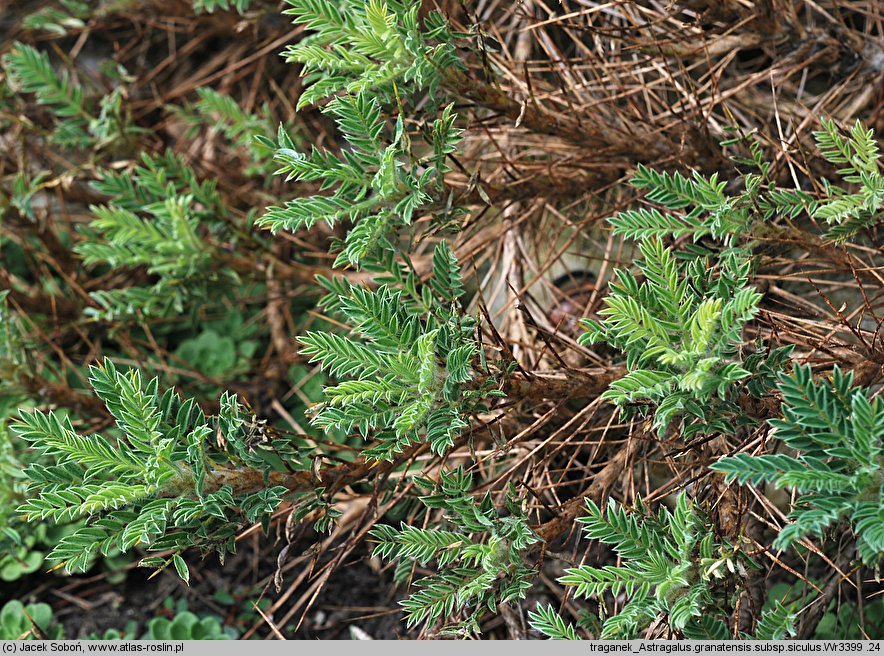 Astragalus granatensis