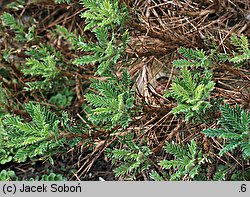 Astragalus granatensis