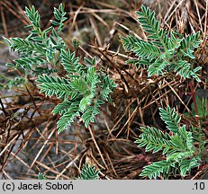 Astragalus granatensis