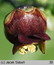 Scrophularia scopolii (trędownik omszony)