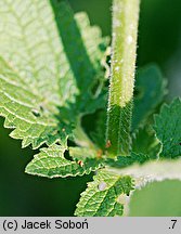 Scrophularia scopolii (trędownik omszony)