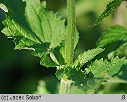 Scrophularia scopolii (trędownik omszony)