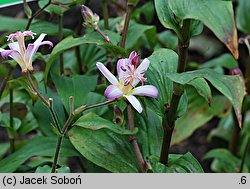 Tricyrtis hirta (trójsklepka owłosiona)