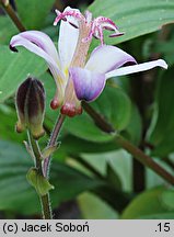 Tricyrtis hirta (trójsklepka owłosiona)