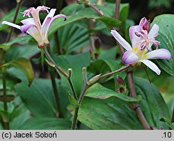 Tricyrtis hirta (trójsklepka owłosiona)