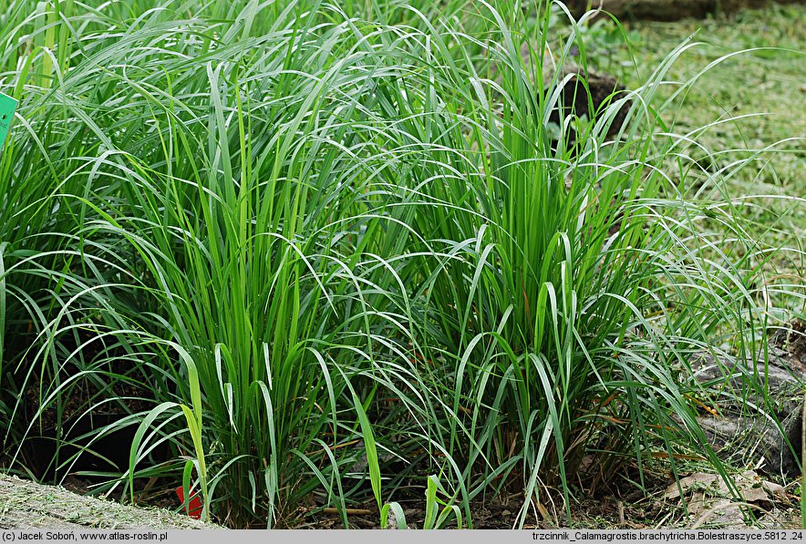 Calamagrostis brachytricha (trzcinnik krótkowłosy)