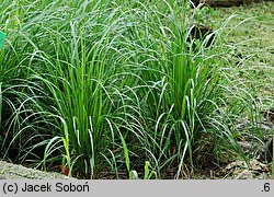 Calamagrostis brachytricha (trzcinnik krótkowłosy)