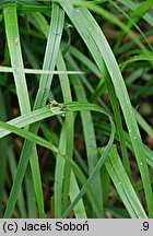 Calamagrostis brachytricha (trzcinnik krótkowłosy)