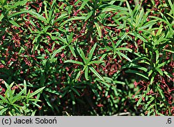 Euonymus nanus (trzmielina niska)