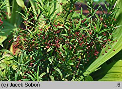 Euonymus nanus (trzmielina niska)