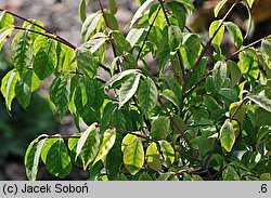 Euonymus alatus (trzmielina oskrzydlona)