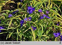 Tradescantia ×andersoniana (trzykrotka wirginijska)