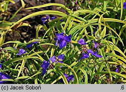 Tradescantia ×andersoniana (trzykrotka wirginijska)