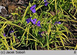 Tradescantia ×andersoniana (trzykrotka wirginijska)