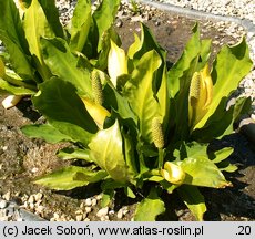 Lysichiton americanus