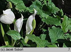 Lysichiton camtschatcensis (tulejnik kamczacki)