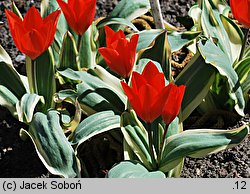 Tulipa praestans Unicum