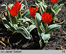 Tulipa praestans Unicum