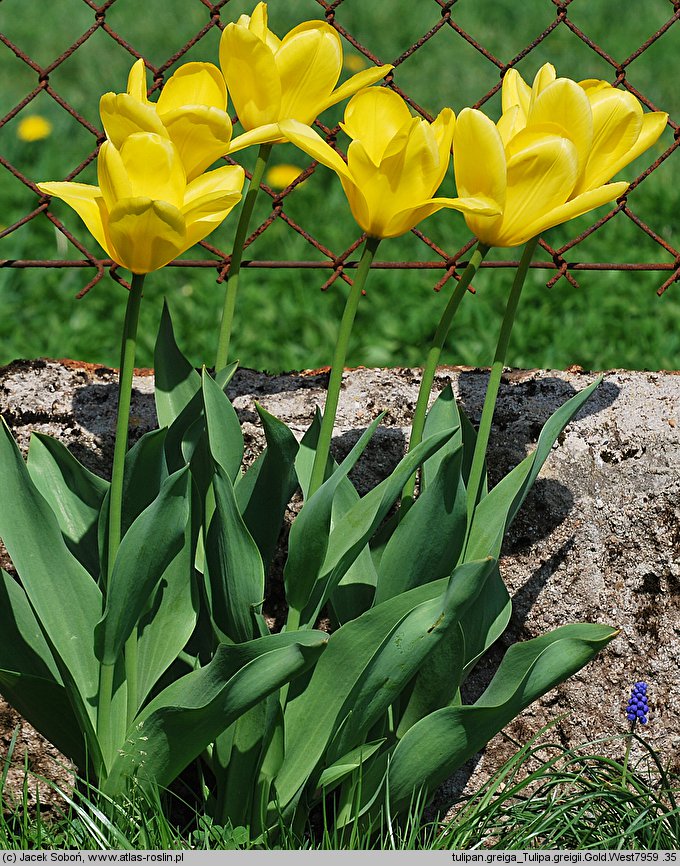 Tulipa Gold West