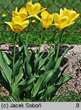 Tulipa Gold West