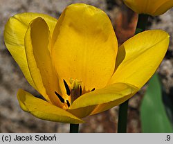 Tulipa Gold West