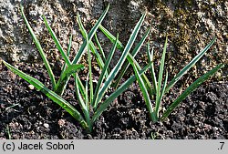 Tulipa humilis var. pulchella (tulipan nadobny)