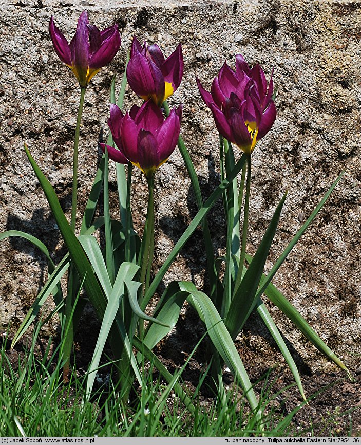 Tulipa humilis var. pulchella (tulipan nadobny)