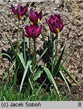 Tulipa humilis var. pulchella (tulipan nadobny)