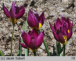 Tulipa humilis var. pulchella (tulipan nadobny)