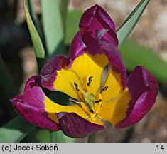 Tulipa humilis var. pulchella (tulipan nadobny)