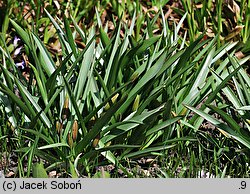 Tulipa urumiensis (tulipan urumski)