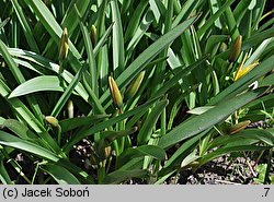 Tulipa urumiensis (tulipan urumski)