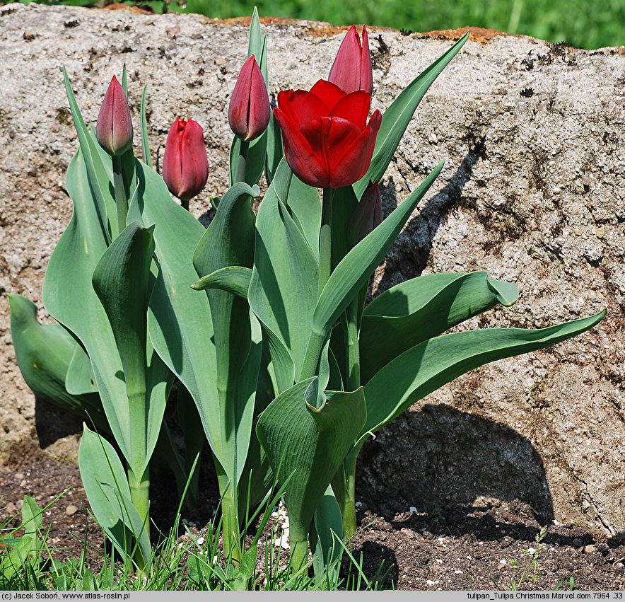Tulipa cv. Christmas Marvel (tulipan odm. Christmas Marvel)