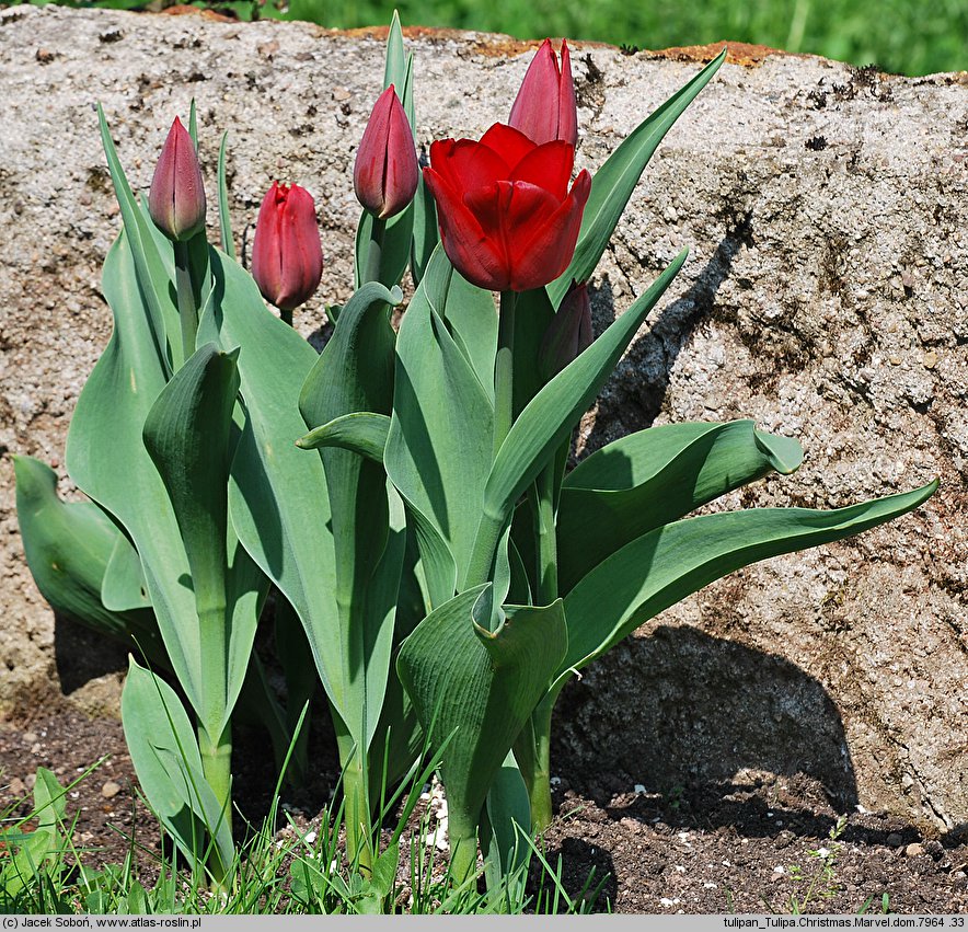 Tulipa ‘Christmas Marvel’ (tulipan odm. Christmas Marvel)