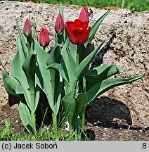 Tulipa cv. Christmas Marvel (tulipan odm. Christmas Marvel)