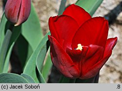 Tulipa cv. Christmas Marvel (tulipan odm. Christmas Marvel)