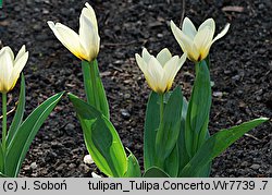 Tulipa Concerto