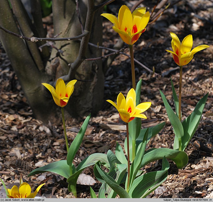 Tulipa Giuseppe Verdi