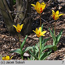 Tulipa Giuseppe Verdi