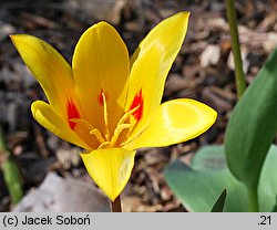 Tulipa Giuseppe Verdi