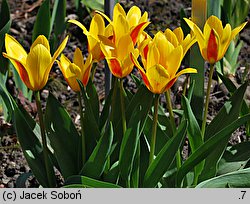 Tulipa Giuseppe Verdi