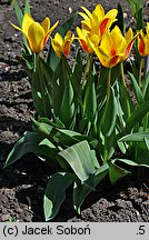 Tulipa Giuseppe Verdi