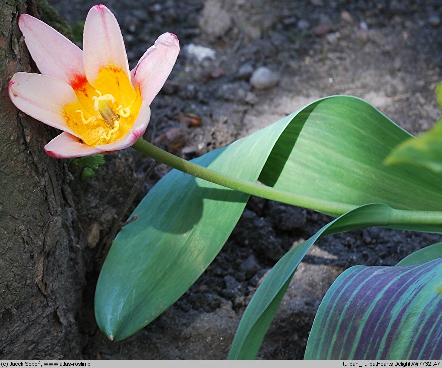 Tulipa cv. Hearts Delight (tulipan odm. Hearts Delight)