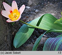 Tulipa cv. Hearts Delight (tulipan odm. Hearts Delight)