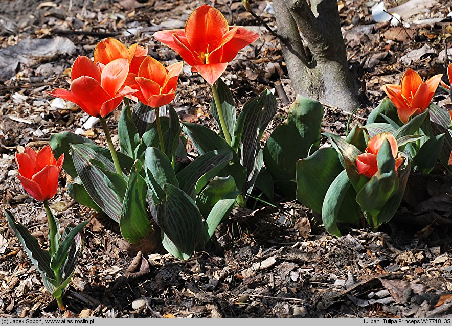 Tulipa cv. Princeps (tulipan odm. Princeps)
