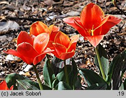Tulipa cv. Princeps (tulipan odm. Princeps)