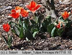 Tulipa cv. Princeps (tulipan odm. Princeps)